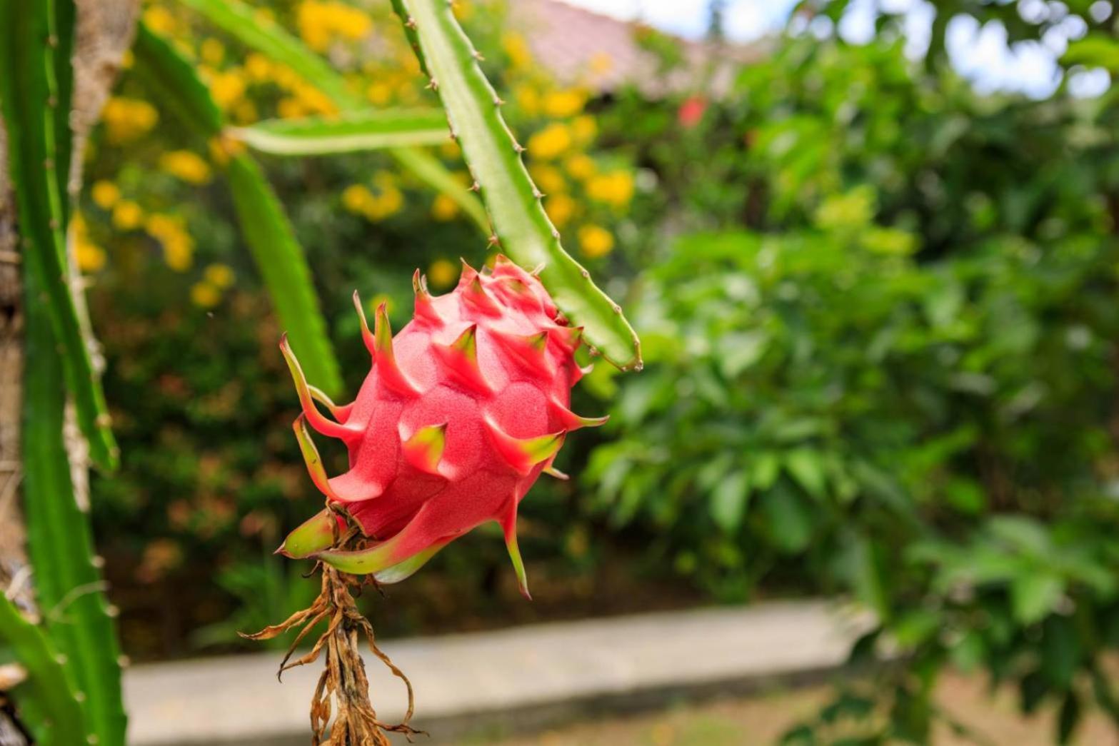 فندق Bang Po Garden بانبانغْ بو المظهر الخارجي الصورة